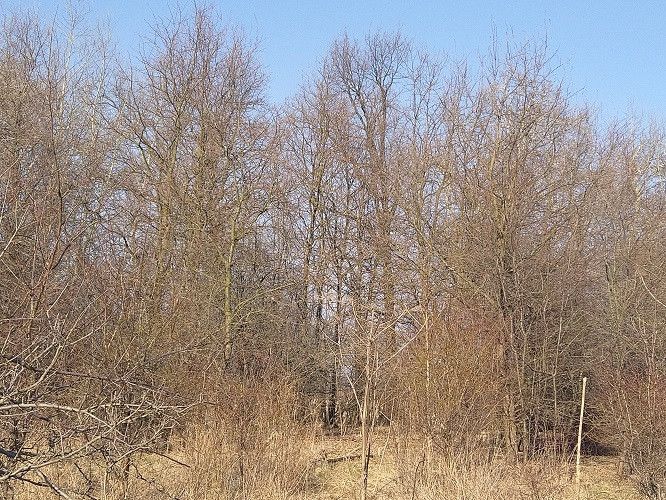 Działka rolna Czersk, ul. Gródź. Zdjęcie 4