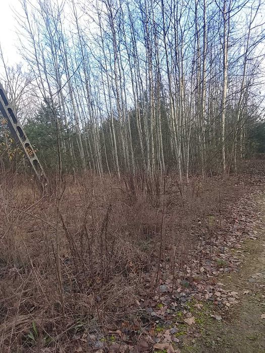 Działka budowlana Stare Lipiny, al. Aleja Niepodległości. Zdjęcie 2