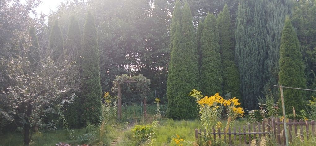 Działka rod Poznań Krzesiny. Zdjęcie 2