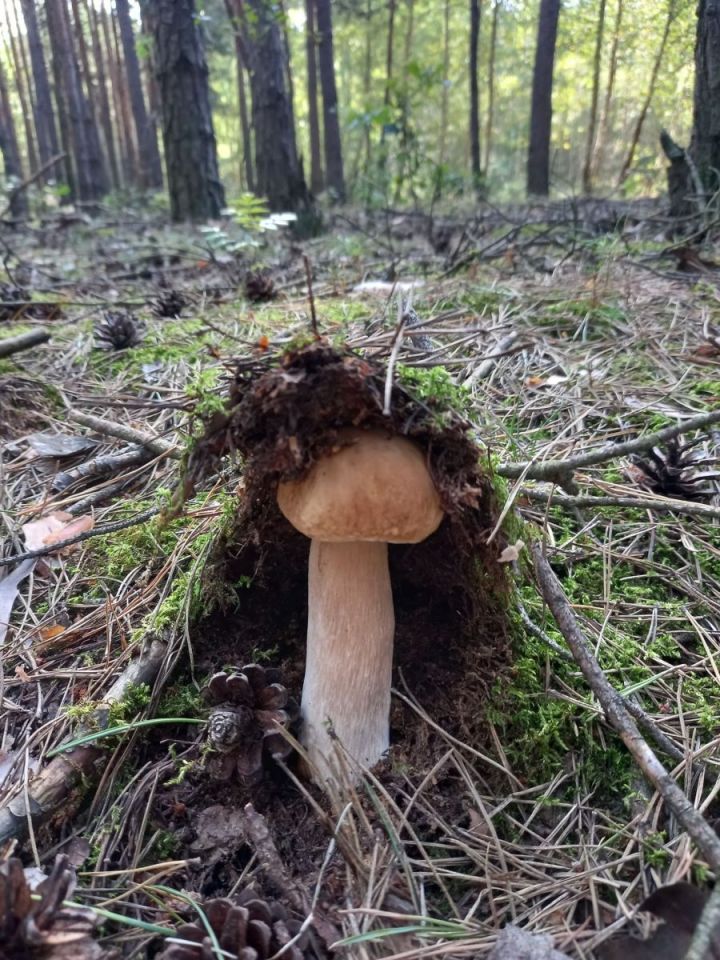 Działka rolna Grubsko. Zdjęcie 5