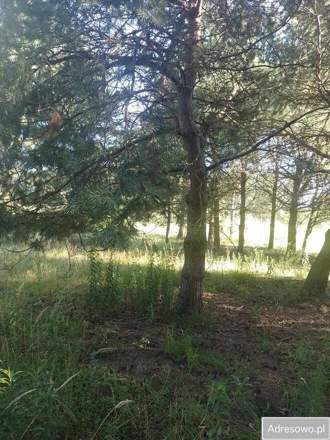 Działka budowlana Kożuszki-Parcel. Zdjęcie 6