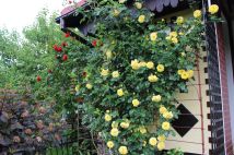 Działka rod Iława. Zdjęcie 4