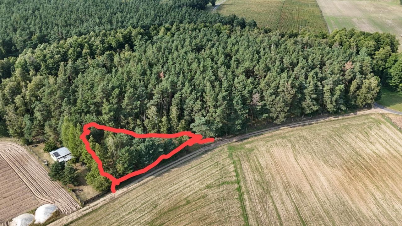 Działka rolna Ostrowite Prymasowskie Raszewo. Zdjęcie 6