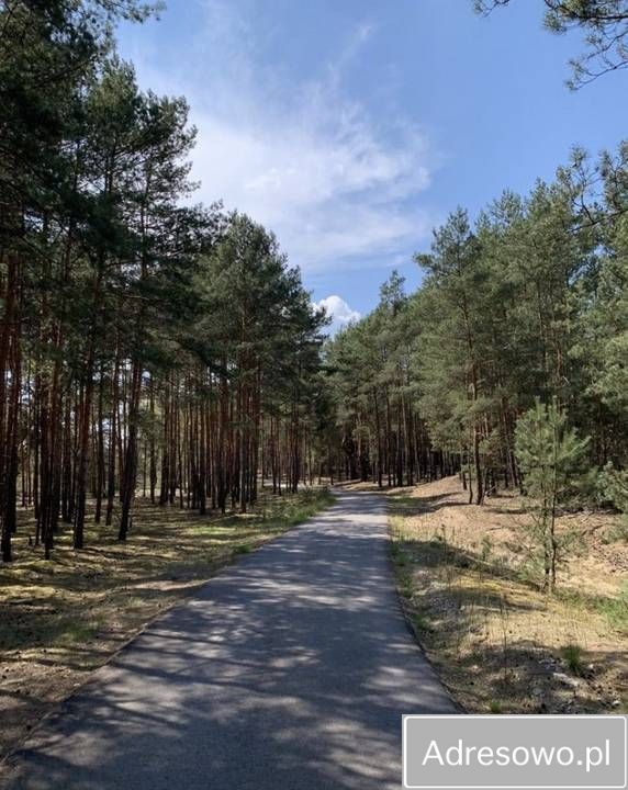 Działka leśna Nowe Polesie. Zdjęcie 2