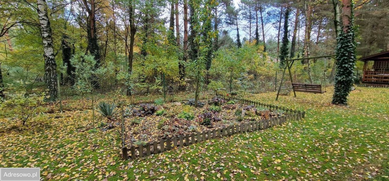 Działka leśna Kolonia Głowa. Zdjęcie 4