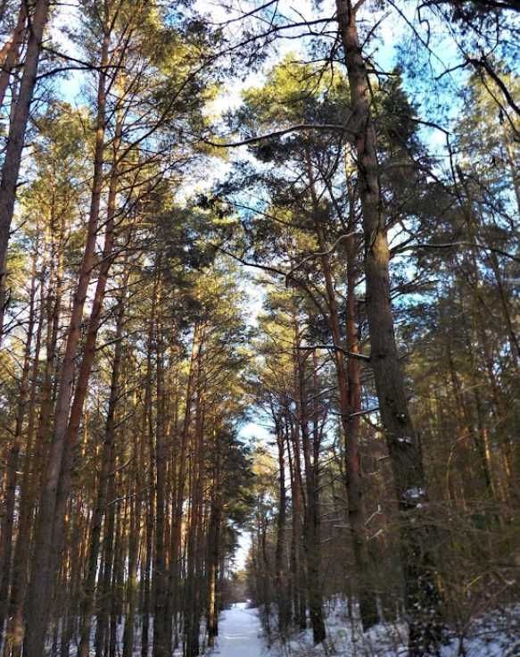 Działka budowlana Wymysłowo. Zdjęcie 3