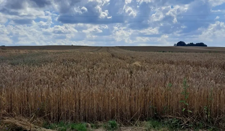 Działka budowlana Jabłonna Druga
