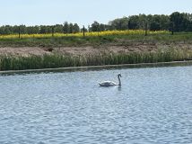 Działka budowlana Stoszyce. Zdjęcie 3