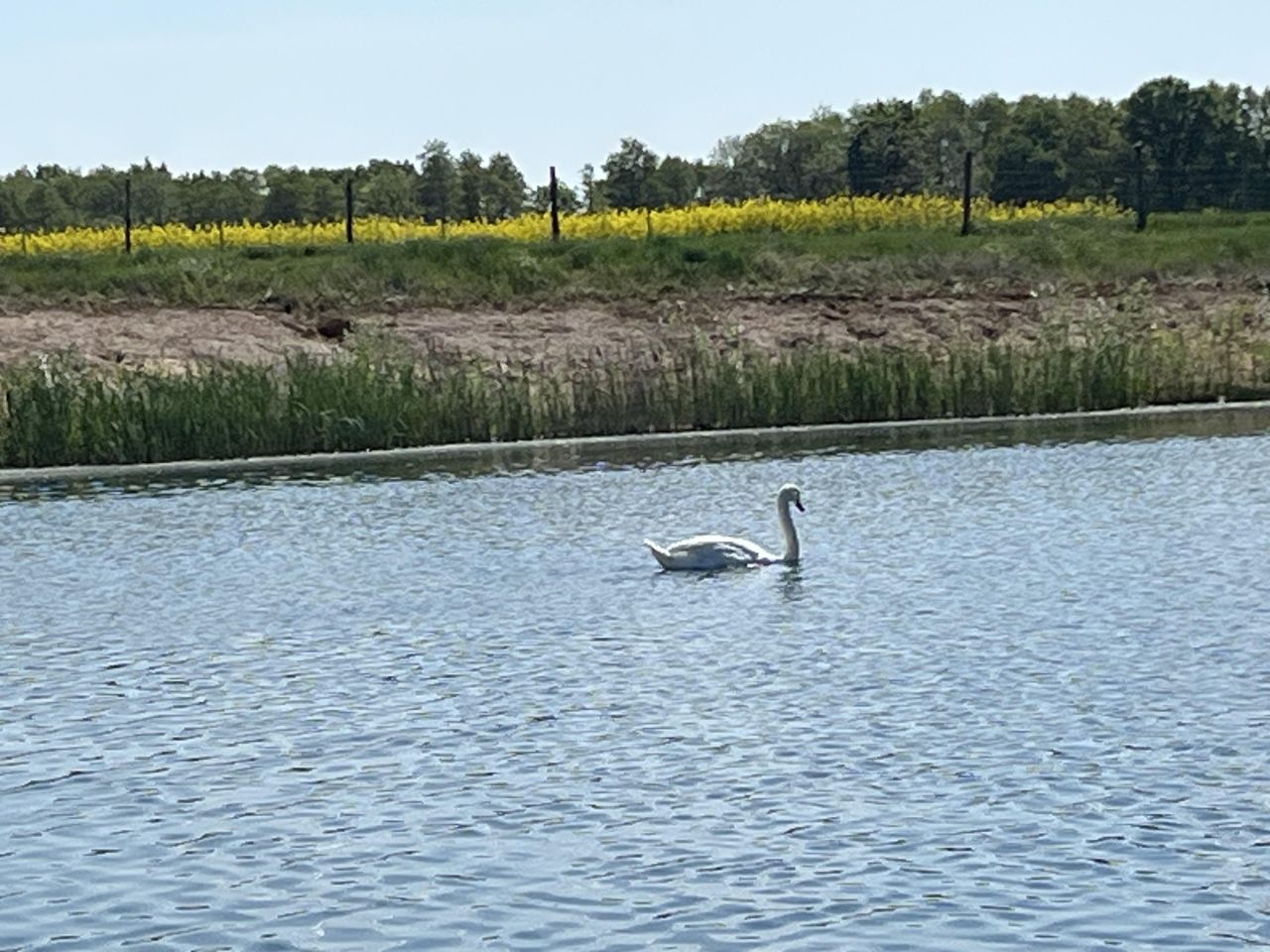 Działka budowlana Stoszyce. Zdjęcie 4