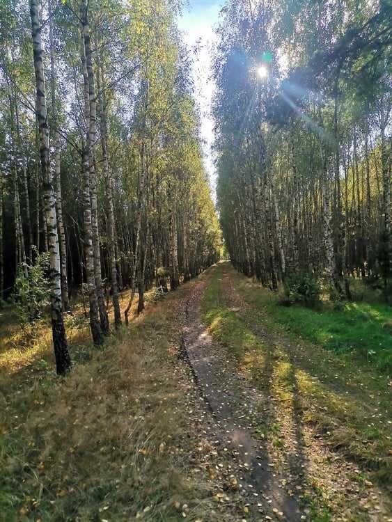 Działka leśna Pieńczykowo. Zdjęcie 3
