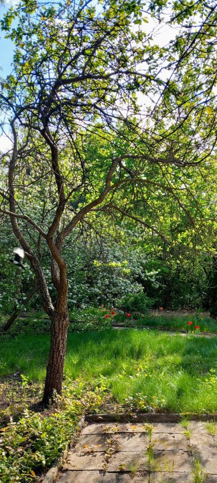 dom wolnostojący, 5 pokoi Otwock Świder, ul. Pogodna. Zdjęcie 34