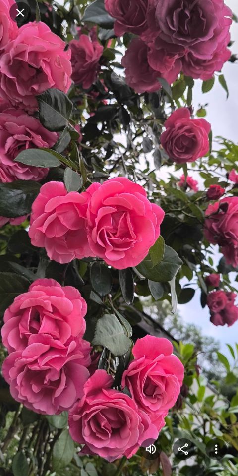 Działka rod Włocławek Lisek, ul. Jastrzębia. Zdjęcie 7