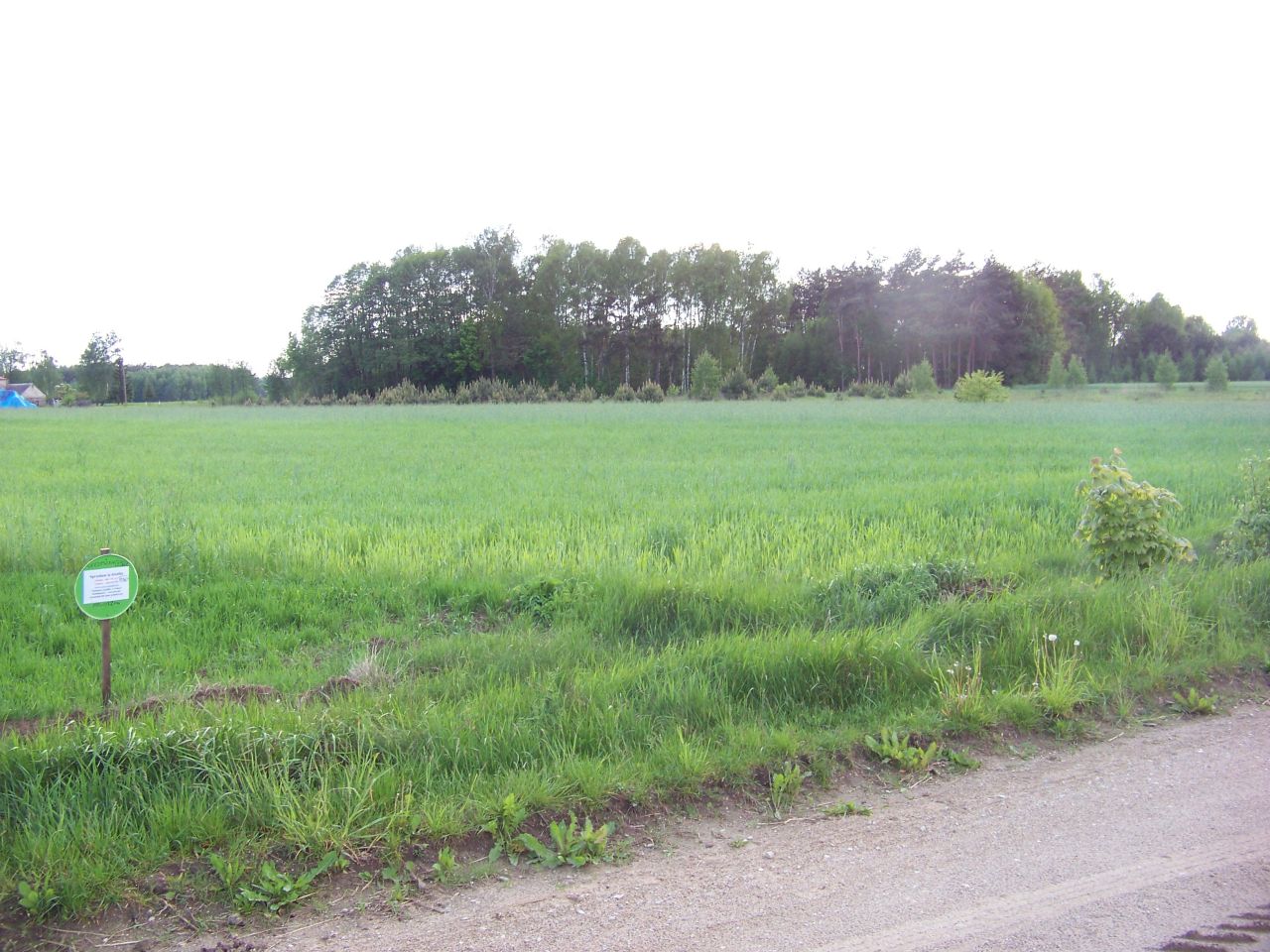 Działka rolna Skrzeszew. Zdjęcie 3