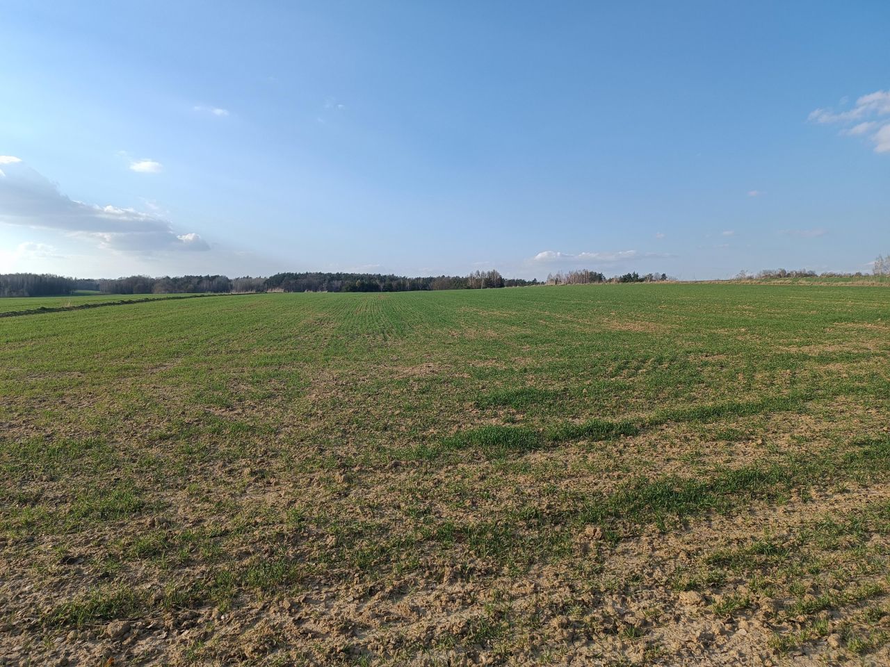 Działka rolna Niemienice. Zdjęcie 3
