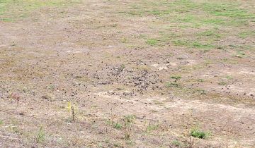 Działka budowlana Chycina