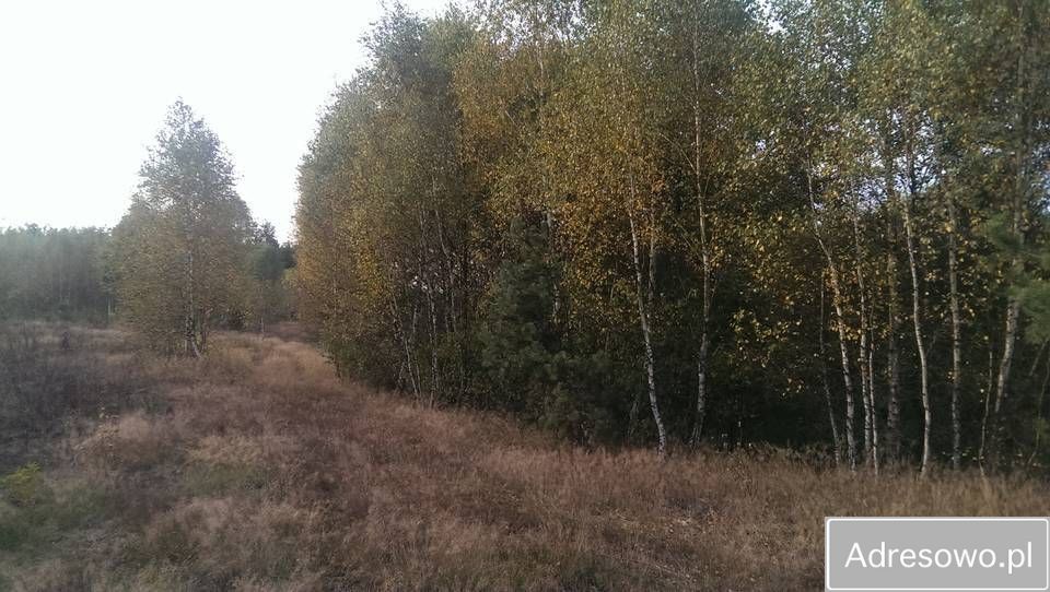 Działka leśna Szczechowo. Zdjęcie 11