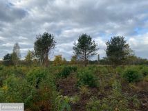 Działka inwestycyjna Skrzeszew, ul. Spokojna