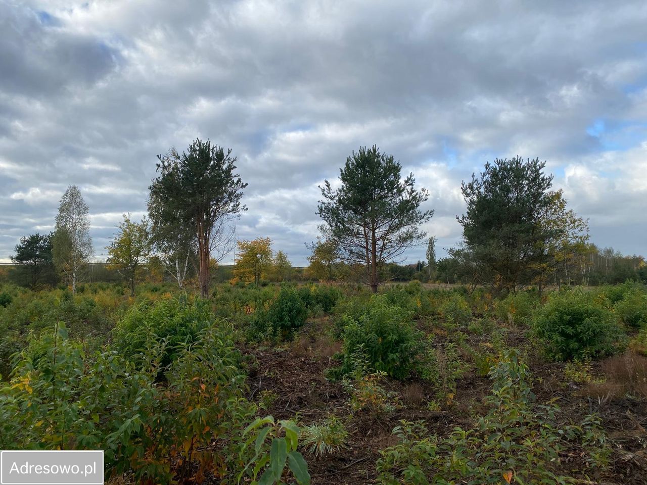 Działka inwestycyjna Skrzeszew, ul. Spokojna