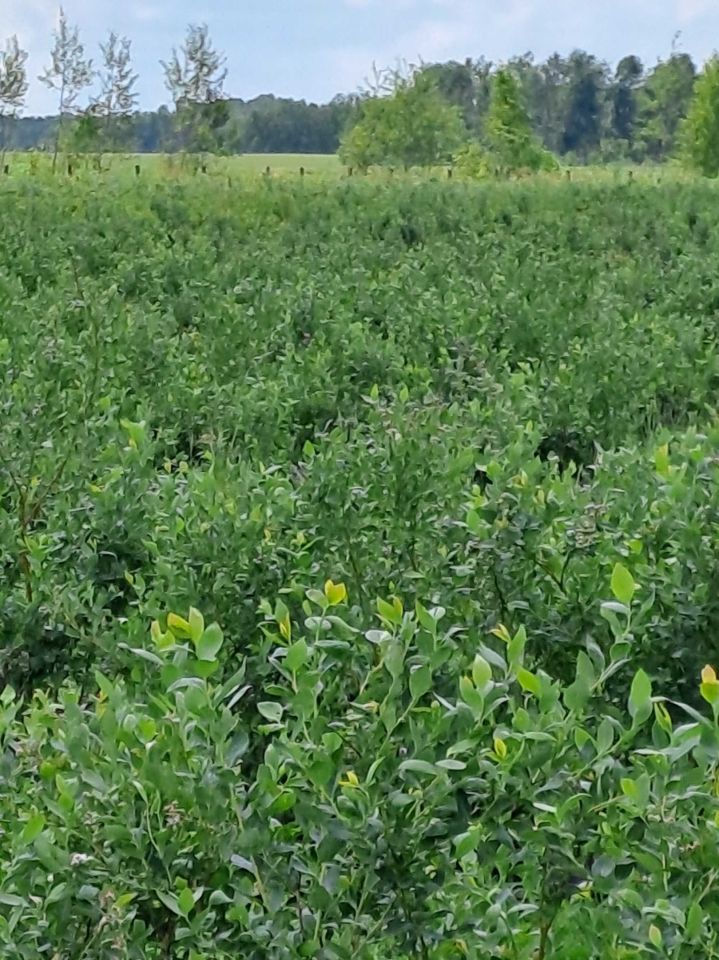 Działka rolna Zaliszcze. Zdjęcie 3