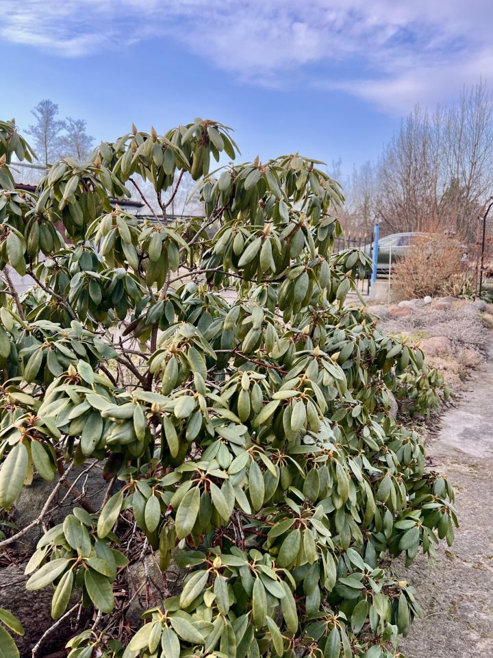 dom wolnostojący, 6 pokoi Cieksyn, ul. marsz. Józefa Piłsudskiego. Zdjęcie 10