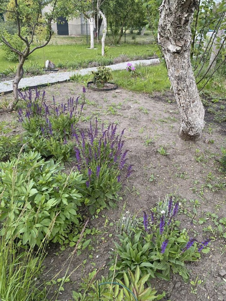 Działka rod Wrocław Psie Pole. Zdjęcie 7