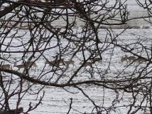 Działka rolna Łódź Polesie, ul. Kirasjerów. Zdjęcie 3