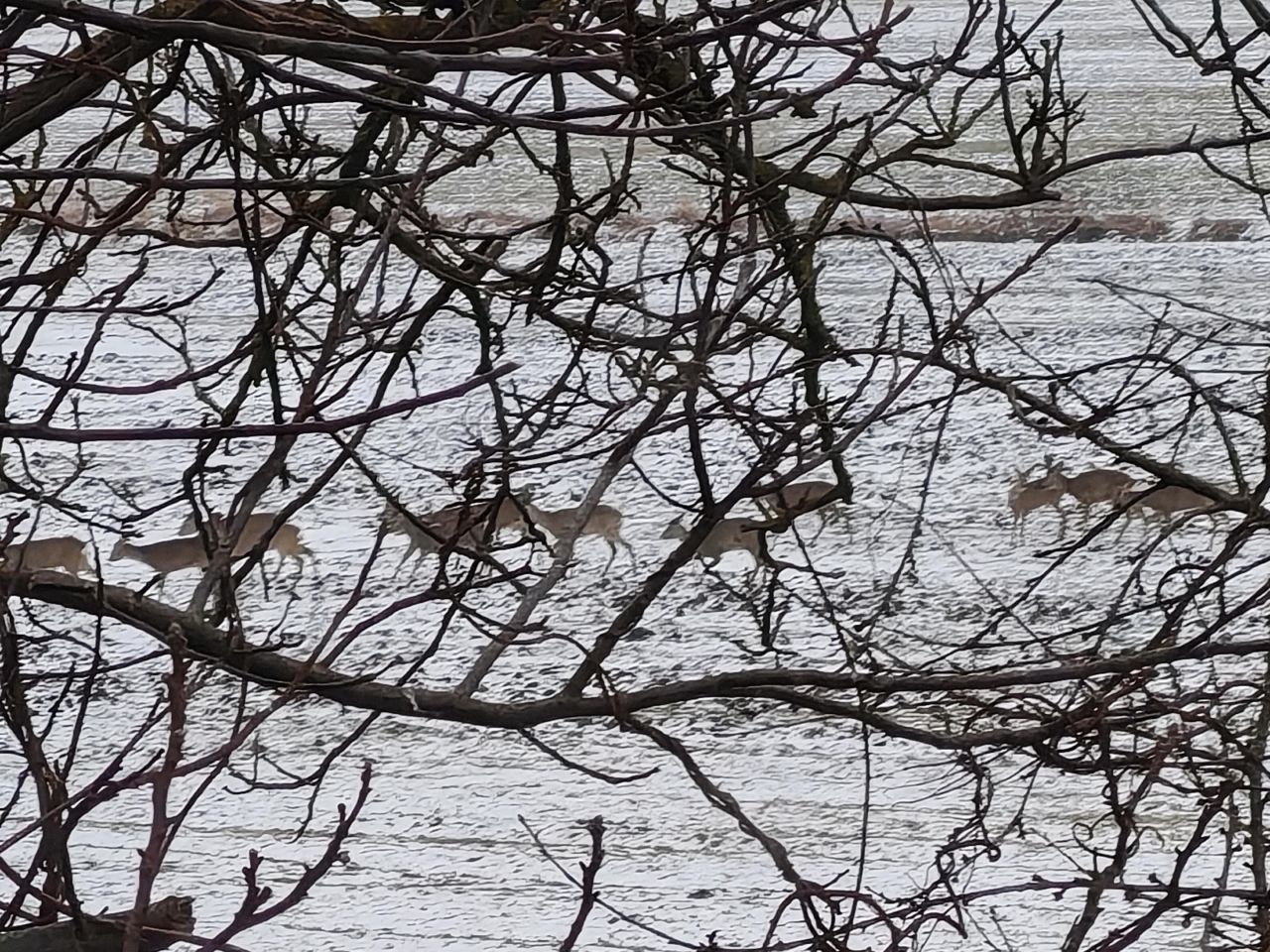 Działka rolna Łódź Polesie, ul. Kirasjerów. Zdjęcie 4