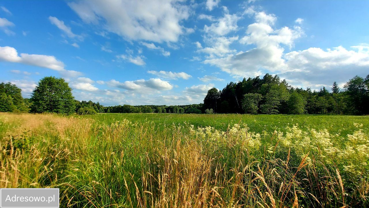 Działka rolna Smorawina. Zdjęcie 5