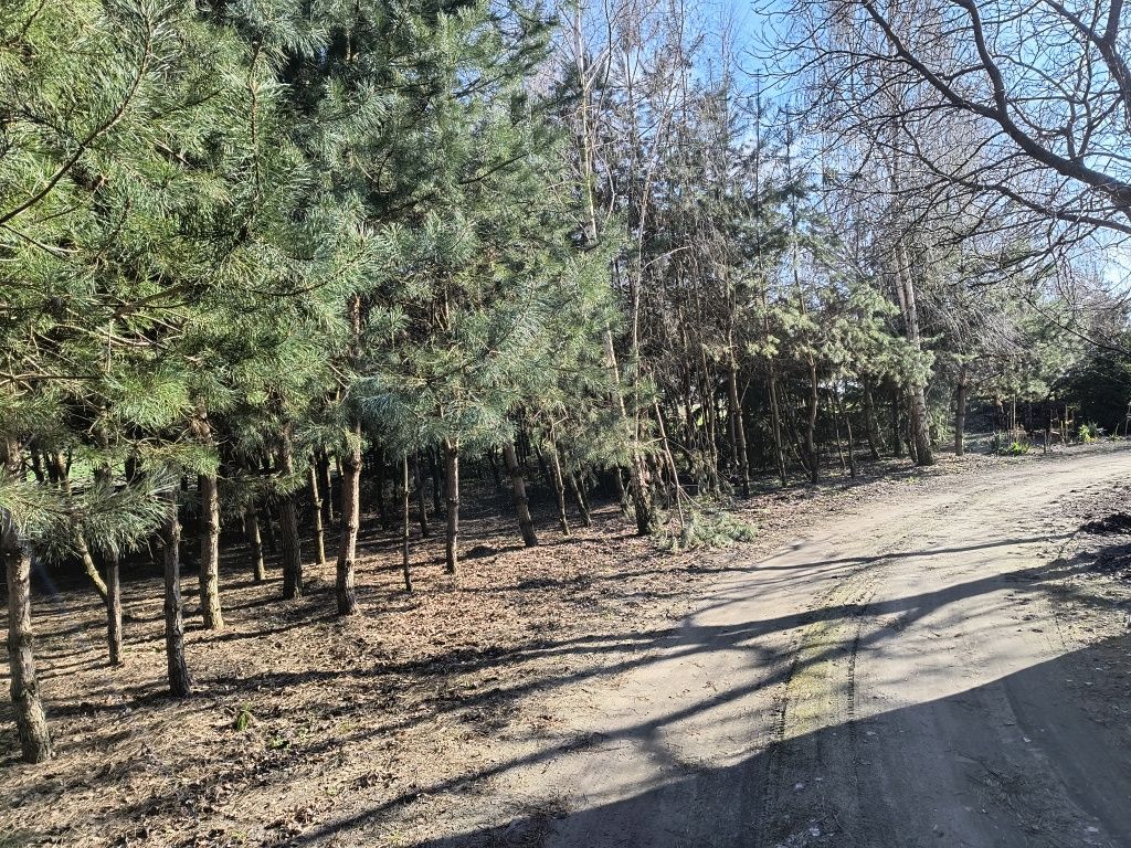 dom wolnostojący Polskie Olędry. Zdjęcie 5