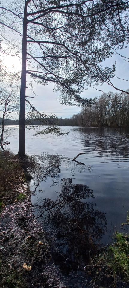 Działka budowlana Łosienice Dąbrowa. Zdjęcie 5