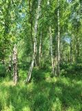 Działka siedliskowa Cieślin. Zdjęcie 2