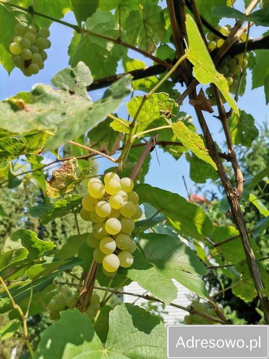 Działka rod Kamieńczyk, ul. Kukawska. Zdjęcie 5