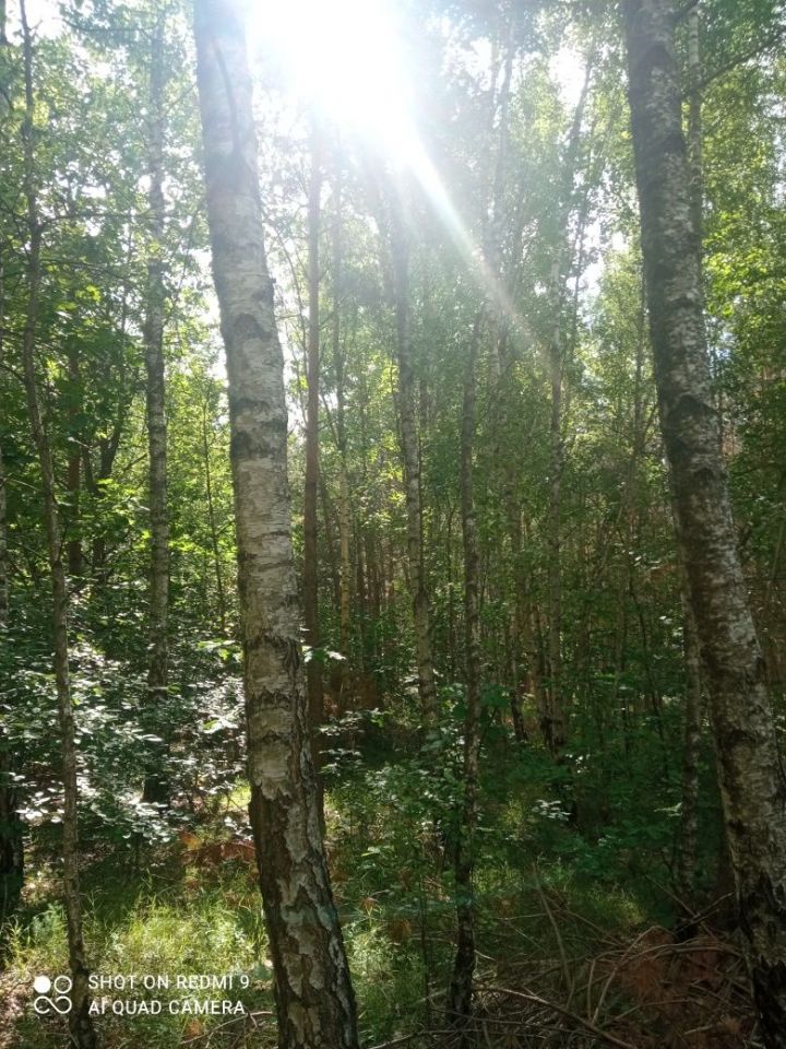 Działka leśna Janik. Zdjęcie 7