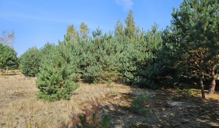 Działka budowlana Miedniewice