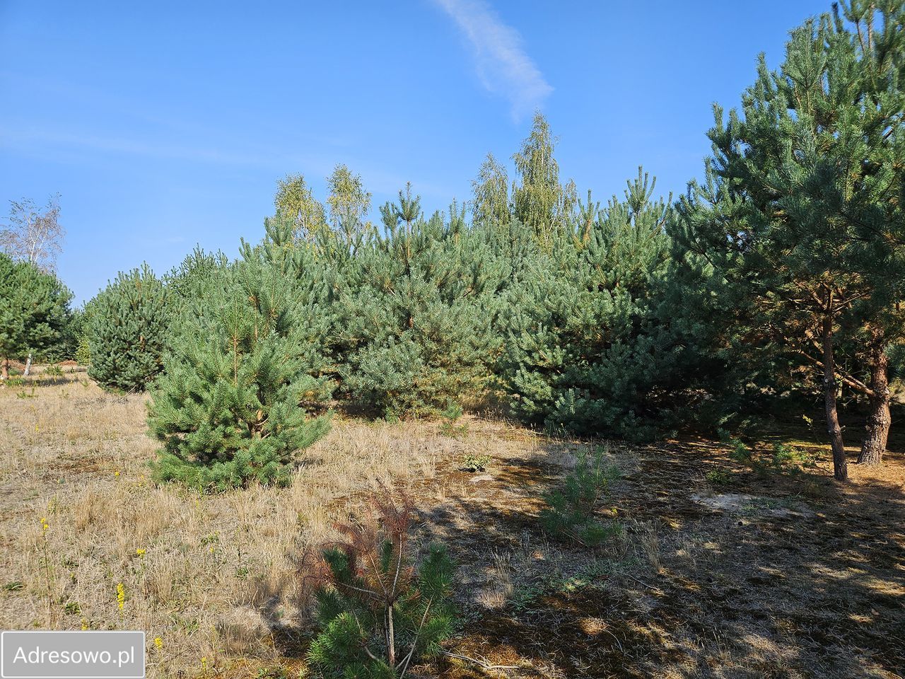 Działka budowlana Miedniewice. Zdjęcie 1