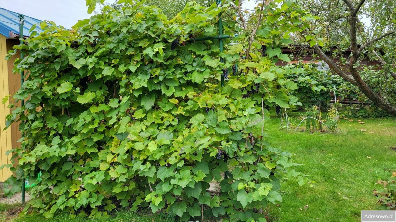 Działka rod Płouszowice. Zdjęcie 4