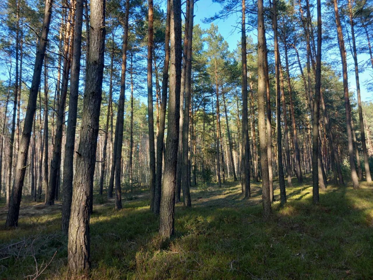 Działka leśna Dobrosław. Zdjęcie 3