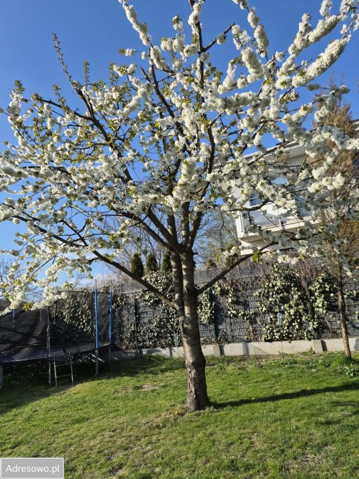 Działka inwestycyjna Pruszków, ul. Zbigniewa. Zdjęcie 2