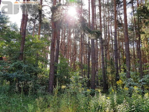 Działka budowlana Izabelin C. Zdjęcie 1