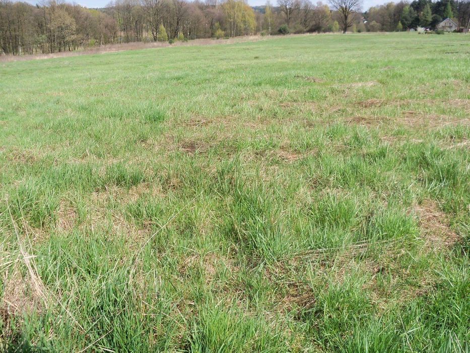 Działka Bogunice. Zdjęcie 6