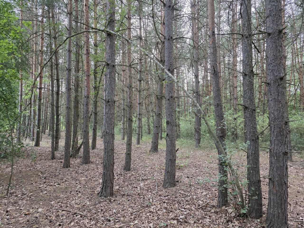 Działka inna Wilkanowo, drogi lesne. Zdjęcie 6