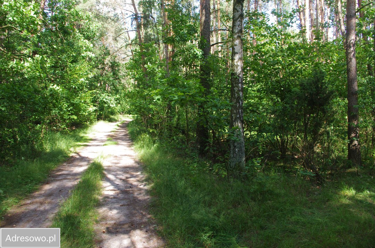 Działka leśna Rogoźnica. Zdjęcie 2