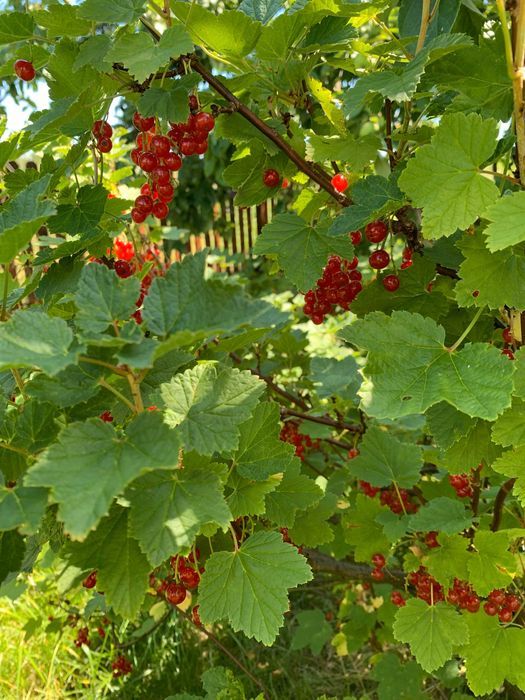 Działka rod Lublin, ul. Zawilcowa. Zdjęcie 8