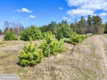 Działka Żeleźnia. Zdjęcie 4