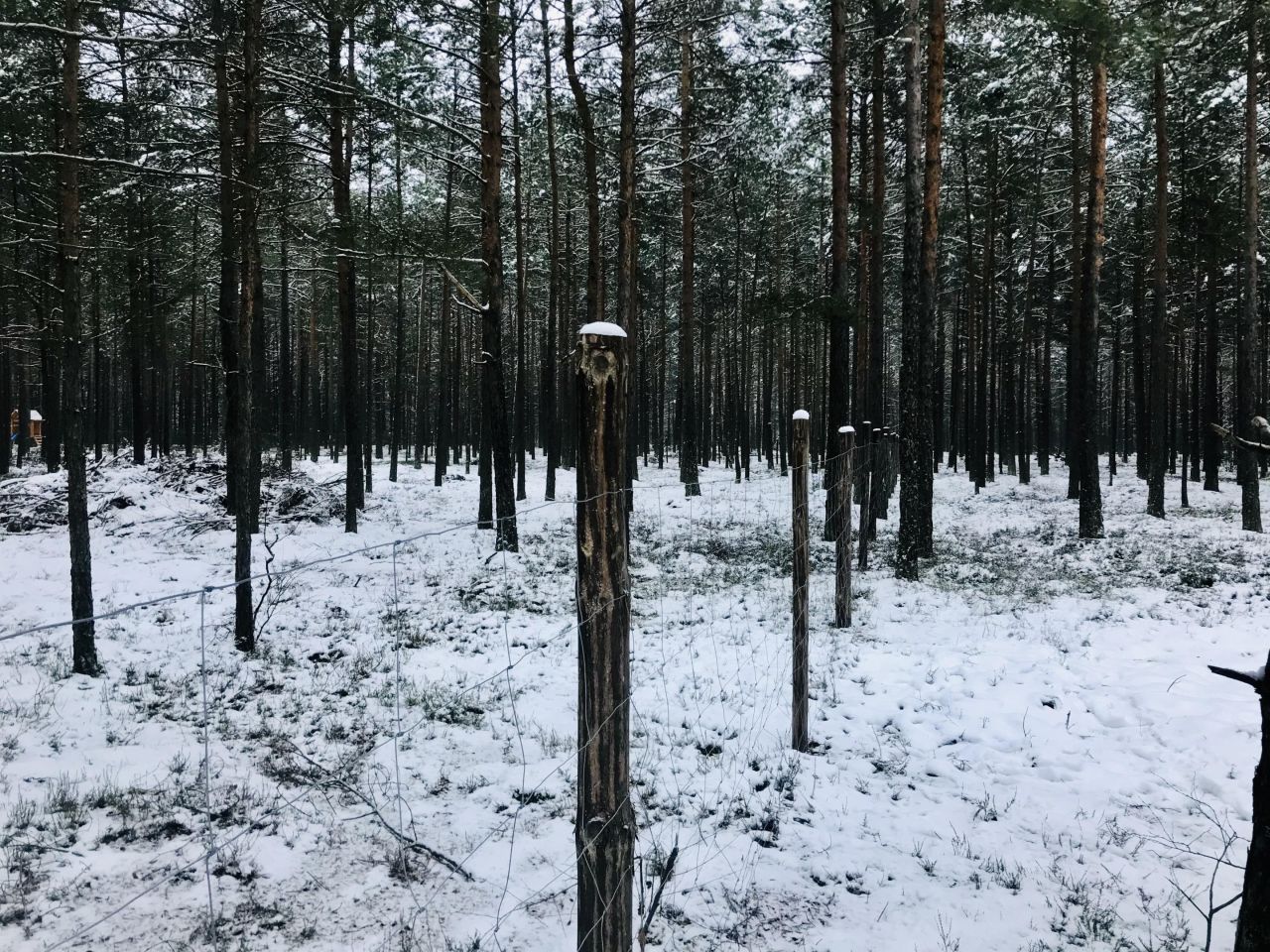 Działka leśna Broda. Zdjęcie 6