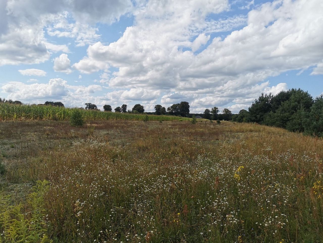 Działka budowlana Dolnik. Zdjęcie 18