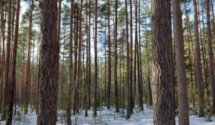Działka leśna Krupice