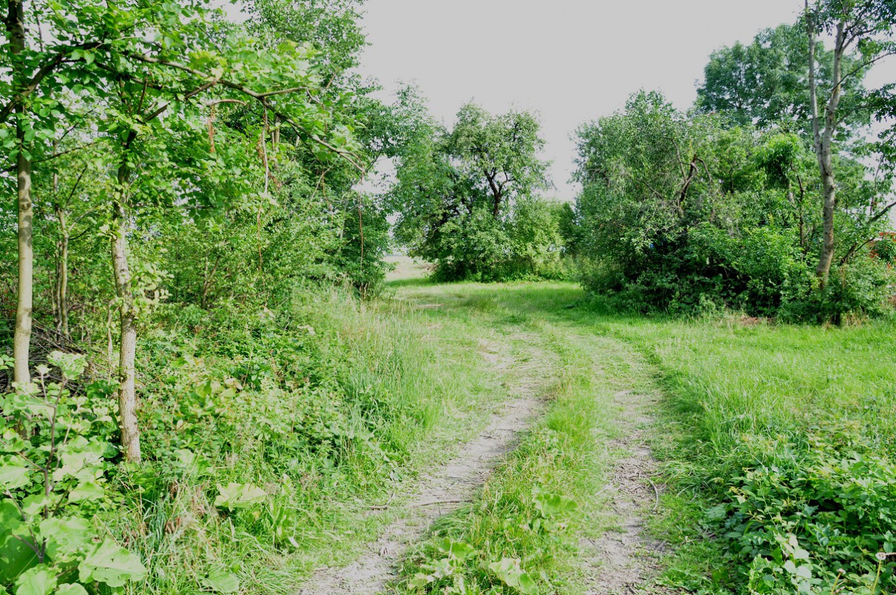 Działka siedliskowa Kiczki Drugie. Zdjęcie 4