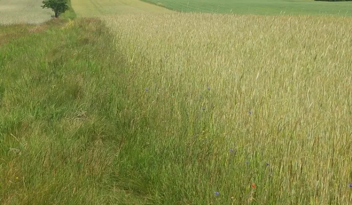 Działka budowlana Nowa Wieś Kościerska