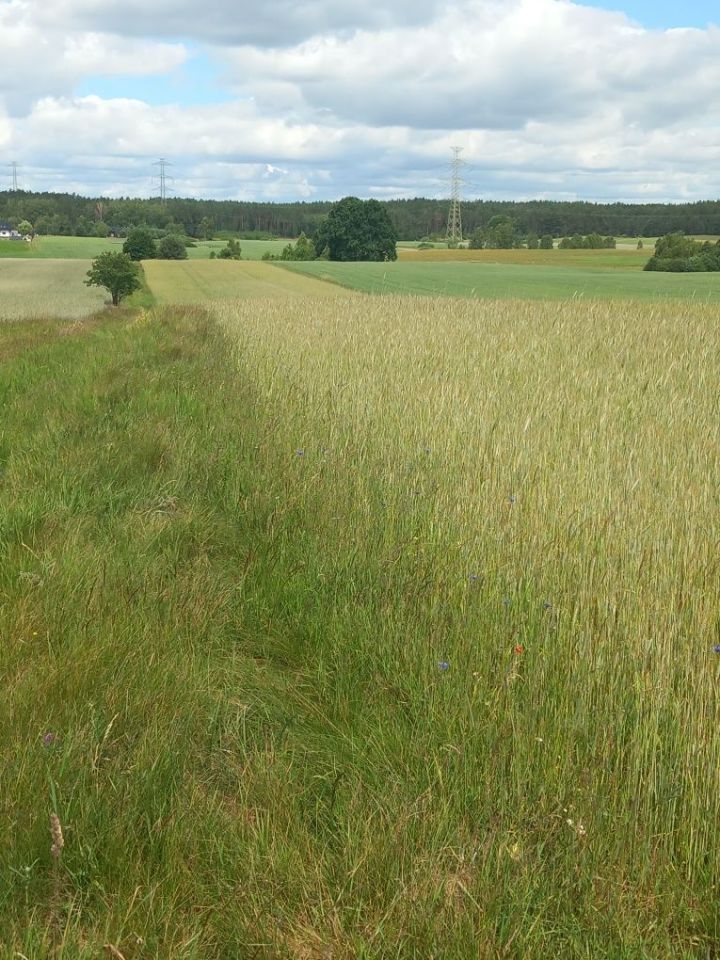 Działka budowlana Nowa Wieś Kościerska